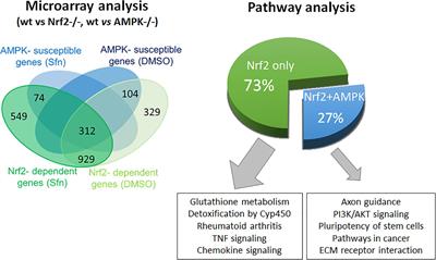 AMPK Enhances Transcription of Selected Nrf2 Target Genes via Negative Regulation of Bach1